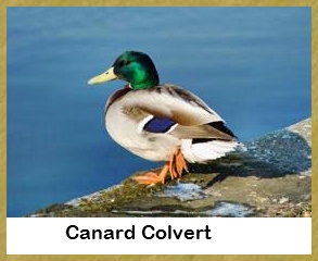 Canard le Colvert - 